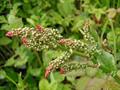 Rumex acetosa